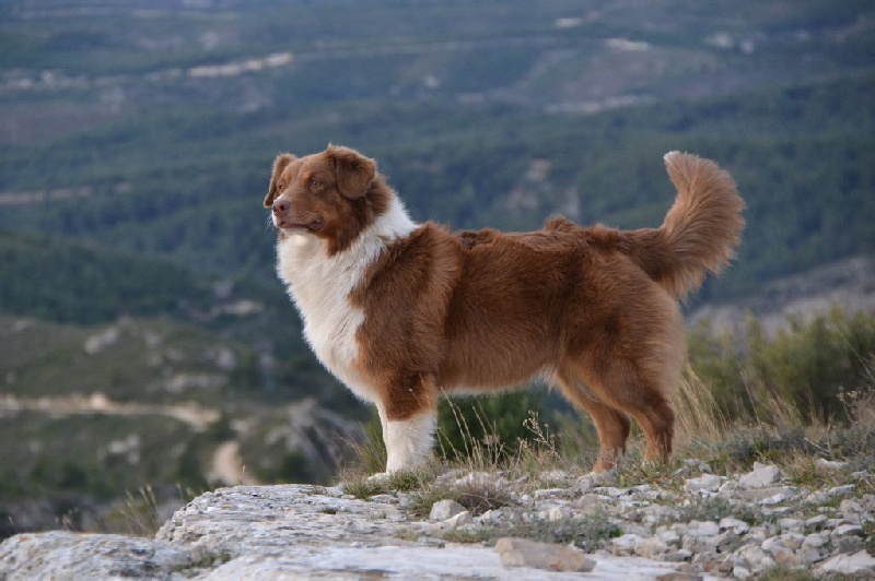 Haba dit 'maya' du domaine des Mandets