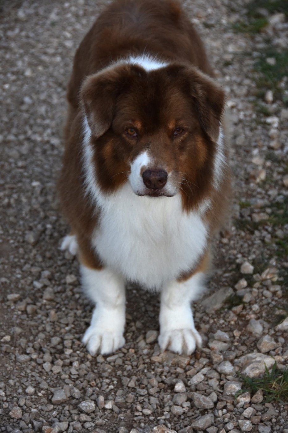 Haba dit 'maya' du domaine des Mandets