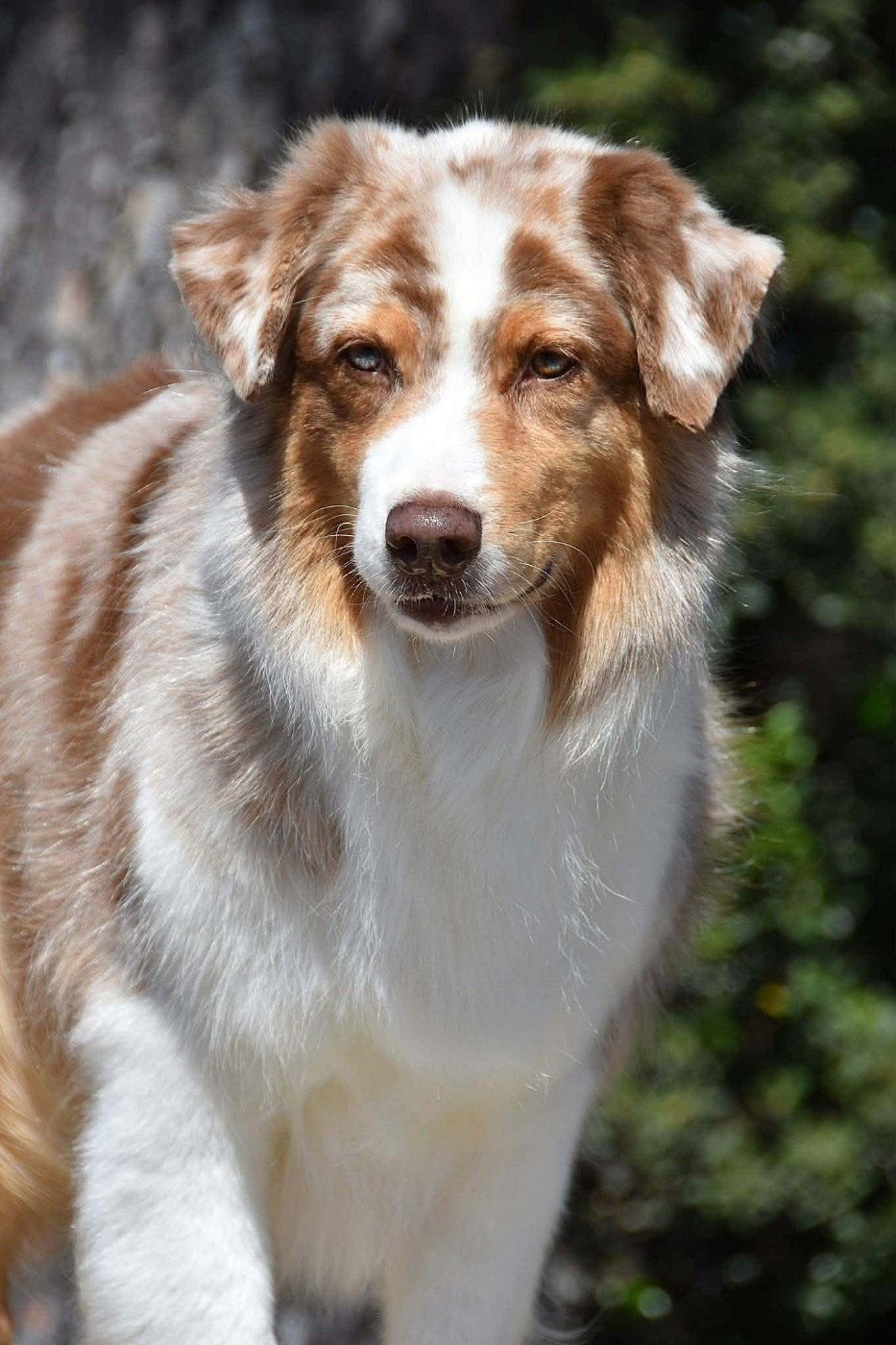 Lady khaleesi Des Bergers Du Temple Maya