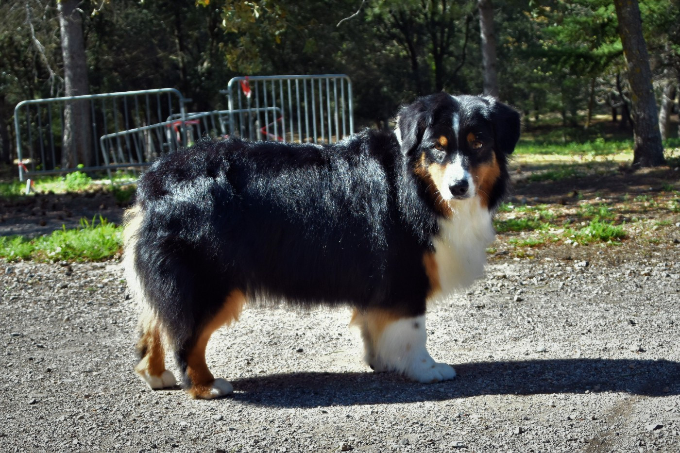 Native skaikru octavia dite 'nily' Des Bergers Du Temple Maya