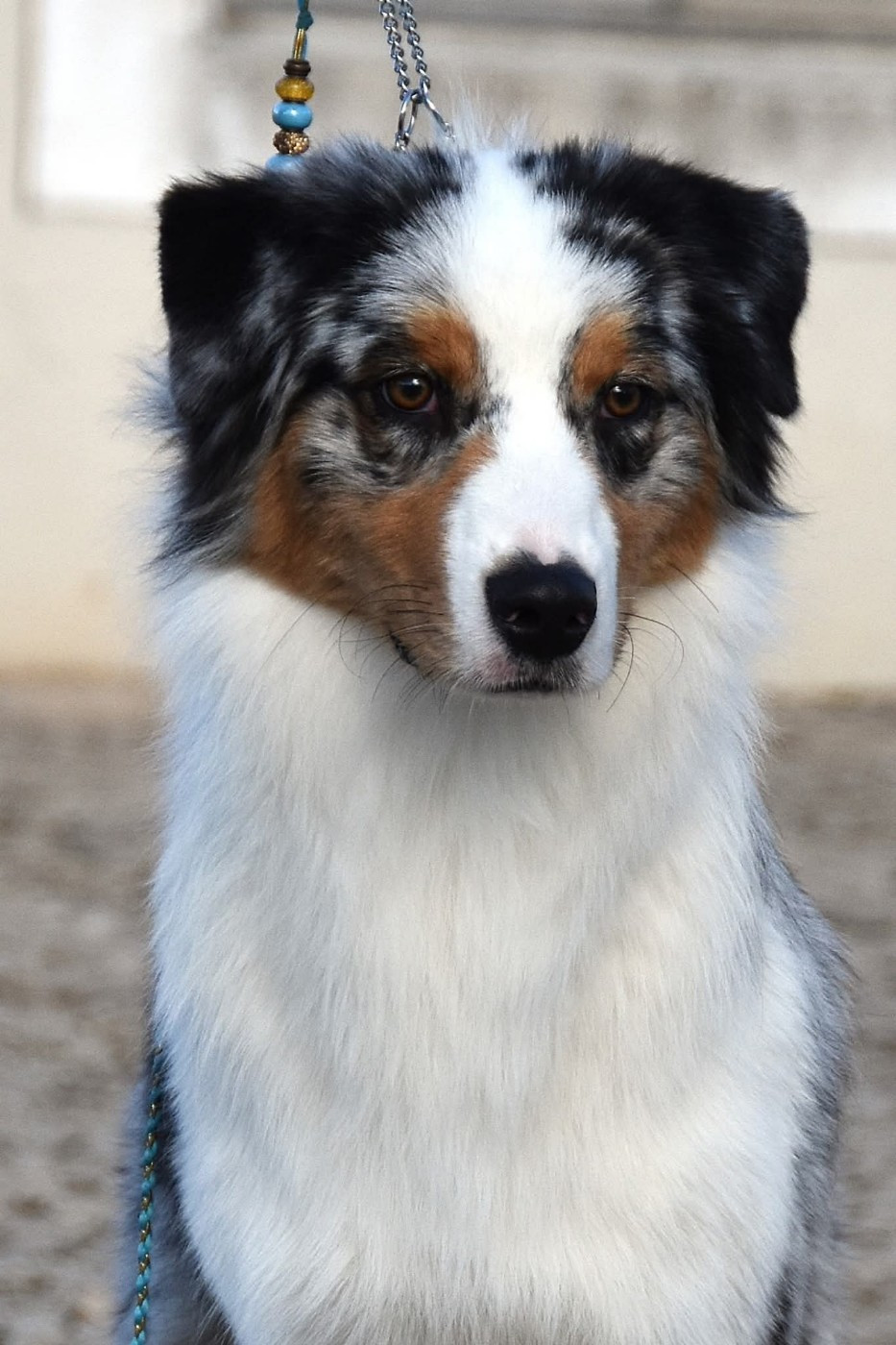 Aerosmith amazing dire raven Del Diamante Azul