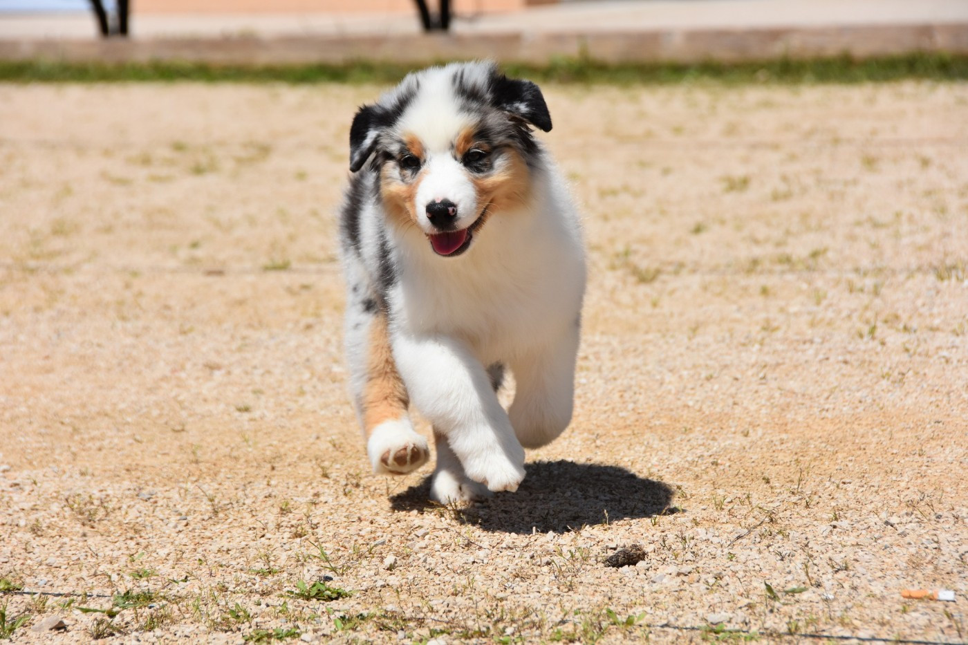 Arrivée de raven en mai 2025