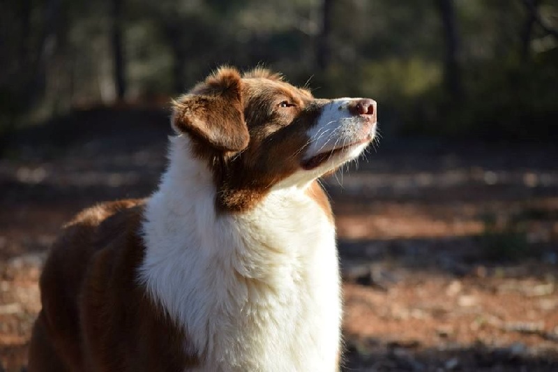 Nos chiens en balades